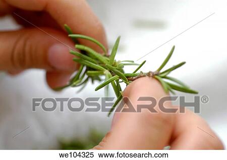 Fingers holding rosemary sprig View Large Photo Image Stock Photography - Fingers holding rosemary sprig. Fotosearch