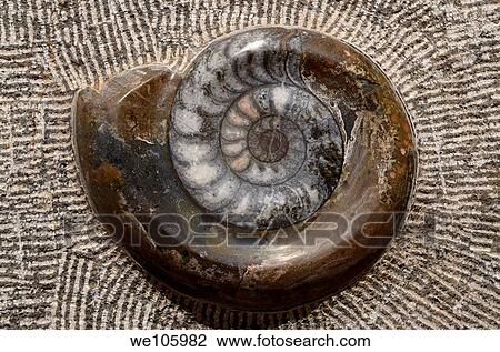 Fossil of ammonite spiral shell chiselled in relief from a rock in Morocco View Large Photo Image Stock Image - Fossil of ammonite spiral shell chiselled in relief from a rock in Morocco. Fotosearch
