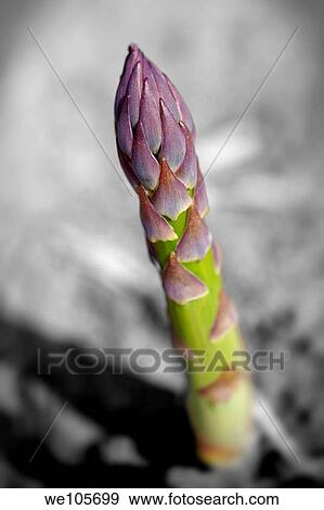 fresh asparagus spears growing in a field View Large Photo Image Stock Photo - fresh asparagus spears growing in a field. Fotosearch