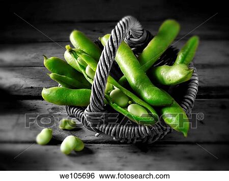 Stock Photograph - Fresh broad beans in the pod. Fotosearch