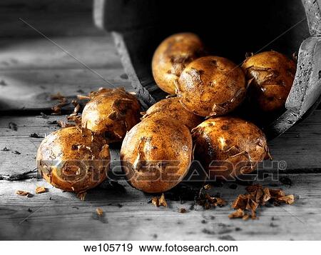 Fresh dug new potatoes View Large Photo Image Stock Photo - Fresh dug new potatoes. Fotosearch