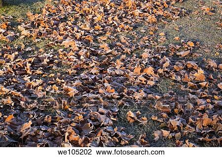 Frost covered Maple Tree Leaves on a Grass Lawn in early Autumn, Lanaudiere, Quebec, Canada View Large Photo Image Stock Image - Frost covered Maple Tree Leaves on a Grass Lawn in early Autumn, Lanaudiere, Quebec, Canada. Fotosearch