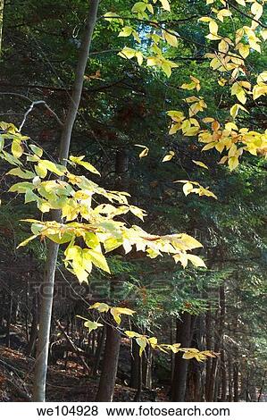 Gold Beech leaves in front of Pines on the Ledges Trail in the Cuyahoga Valley View Large Photo Image Stock Photo - Gold Beech leaves in front of Pines on the Ledges Trail in the Cuyahoga Valley. Fotosearch