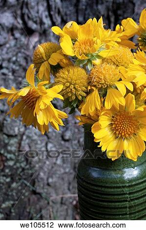 Gold Goblin Gaillardia blossoms in a green vase View Large Photo Image Stock Image - Gold Goblin Gaillardia blossoms in a green vase. Fotosearch