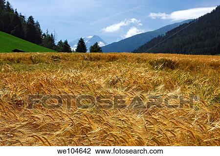 Golden ears of ripe barley on a field in teh foothills of the Alps on sunny summer day, Orsieres, Valais, Switzerland View Large Photo Image Stock Image - Golden ears of ripe barley on a field in teh foothills of the Alps on sunny summer day, Orsieres, Valais, Switzerland. Fotosearch