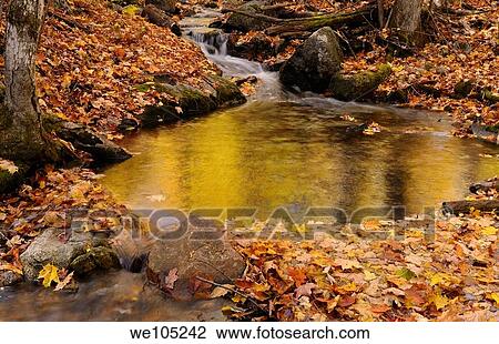Golden reflections in a stream on the Blanchet Trail Gatineau Park in the Fall View Large Photo Image Stock Image - Golden reflections in a stream on the Blanchet Trail Gatineau Park in the Fall. Fotosearch
