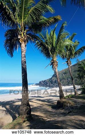 Grande Anse beach, Reunion island, Indian Ocean View Large Photo Image Stock Photo - Grande Anse beach, Reunion island, Indian Ocean. Fotosearch