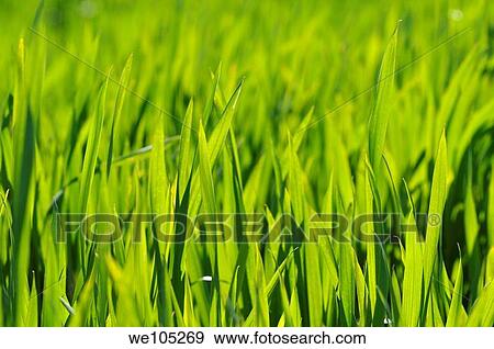 Grass View Large Photo Image Stock Photo - Grass. Fotosearch
