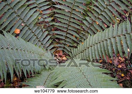 Green Fern in Woodland (Dryopteris filix-mas) View Large Photo Image Stock Photo - Green Fern in Woodland (Dryopteris filix-mas). Fotosearch