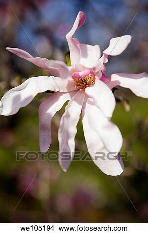 Gros Plan De A Arbre Magnolia Fleur Fleur à Printemps Montréal Jardin Botanique Québec Canada Image