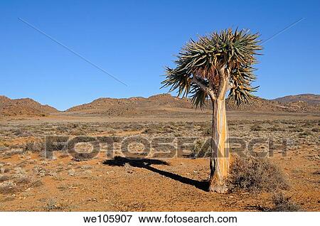 Isolated tree aloe, Aloe dichotoma, Goegap Nature Reserve, Namaqualand, South Africa View Large Photo Image Stock Photo - Isolated tree aloe, Aloe dichotoma, Goegap Nature Reserve, Namaqualand, South Africa. Fotosearch