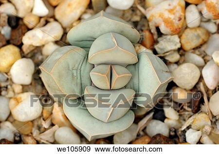 Lapidaria margaretae, Katmis, Namaqualand, South Africa View Large Photo Image Stock Photo - Lapidaria margaretae, Katmis, Namaqualand, South Africa. Fotosearch