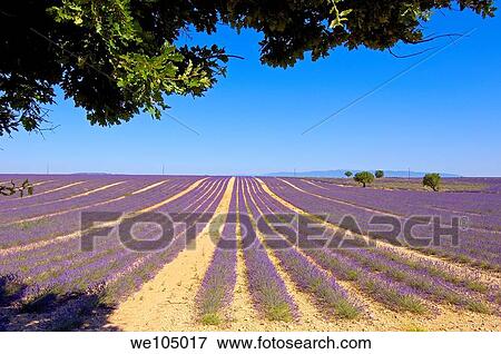 Stock Photo - Lavender field at Plateau de Valensole, Alpes-de-Haute-Provence, Provence-Alpes-Côte d´Azur, France. Fotosearch