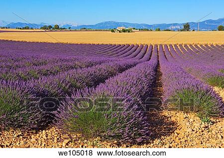 Lavender field at Plateau de Valensole, Alpes-de-Haute-Provence, Provence-Alpes-Côte d´Azur, France View Large Photo Image Stock Photo - Lavender field at Plateau de Valensole, Alpes-de-Haute-Provence, Provence-Alpes-Côte d´Azur, France. Fotosearch