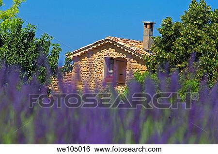 Lavender field at Plateau de Valensole, Alpes-de-Haute-Provence, Provence-Alpes-Côte d´Azur, France View Large Photo Image Stock Photograph - Lavender field at Plateau de Valensole, Alpes-de-Haute-Provence, Provence-Alpes-Côte d´Azur, France. Fotosearch