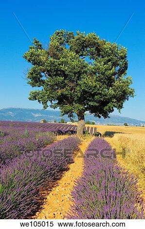 Stock Photography - Lavender field at Plateau de Valensole, Alpes-de-Haute-Provence, Provence-Alpes-Côte d´Azur, France. Fotosearch