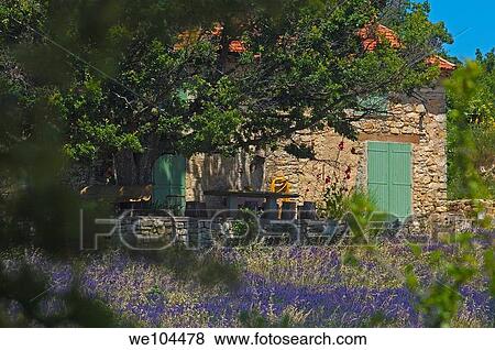 Lavender field at Sault, Vaucluse, Provence-Alpes-Côte d´Azur, France View Large Photo Image Stock Photo - Lavender field at Sault, Vaucluse, Provence-Alpes-Côte d´Azur, France. Fotosearch