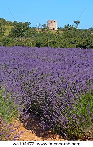 Lavender fields at Sault, Vaucluse, Provence-Alpes-Côte d´Azur, France View Large Photo Image Stock Image - Lavender fields at Sault, Vaucluse, Provence-Alpes-Côte d´Azur, France. Fotosearch