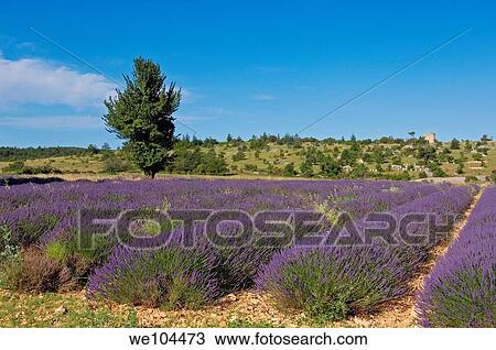 Lavender fields at Sault, Vaucluse, Provence-Alpes-Côte d´Azur, France View Large Photo Image Stock Image - Lavender fields at Sault, Vaucluse, Provence-Alpes-Côte d´Azur, France. Fotosearch
