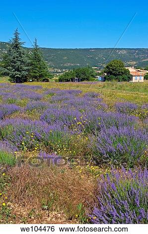 Stock Photograph - Lavender fields at Sault, Vaucluse, Provence-Alpes-Côte d´Azur, France. Fotosearch