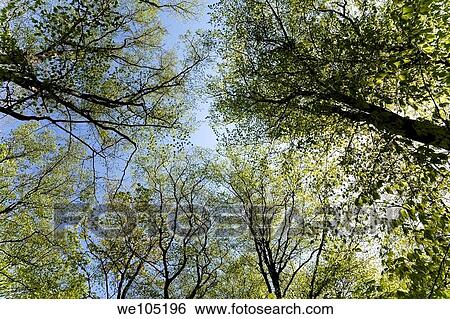 Looking up at the tree tops in a forest of deciduous trees, Laval, Quebec, Canada View Large Photo Image Stock Photograph - Looking up at the tree tops in a forest of deciduous trees, Laval, Quebec, Canada. Fotosearch