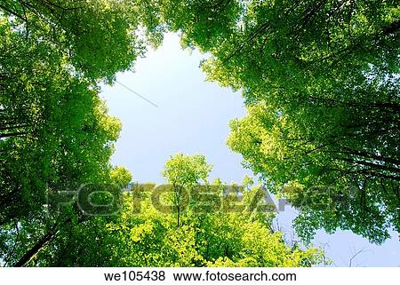 Low angle view of trees in summertime, Sweden View Large Photo Image Stock Photo - Low angle view of trees in summertime, Sweden. Fotosearch
