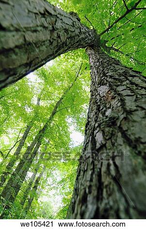 Low angle view of trees, Sweden View Large Photo Image Stock Image - Low angle view of trees, Sweden. Fotosearch