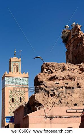 Minaret of Kasbah Mosque with flying and nesting White Storks in Medina ruin of Marrakech, Morocco View Large Photo Image Stock Photo - Minaret of Kasbah Mosque with flying and nesting White Storks in Medina ruin of Marrakech, Morocco. Fotosearch