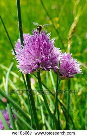 Mountain Onion - Allium - wild alpine meadow flower - 6000ft 2000 mts View Large Photo Image Stock Photo - Mountain Onion - Allium - wild alpine meadow flower - 6000ft 2000 mts. Fotosearch