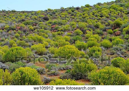 Namaqualand, South Africa View Large Photo Image Stock Image - Namaqualand, South Africa. Fotosearch