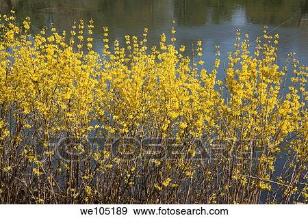 Stock Photo - Northern Gold Forsythia shrubs in the spring, Chinese Garden, Montreal Botanical Garden, Montreal, Quebec, Canada. Fotosearch