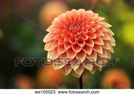 Orange Dahlia flower blooming in the late Summer/early Autumn season View Large Photo Image Stock Image - Orange Dahlia flower blooming in the late Summer/early Autumn season. Fotosearch
