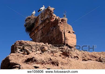 Pair of White Storks with a stick nest on a ruin in the medina of Marrakech Morocco View Large Photo Image Stock Photograph - Pair of White Storks with a stick nest on a ruin in the medina of Marrakech Morocco. Fotosearch