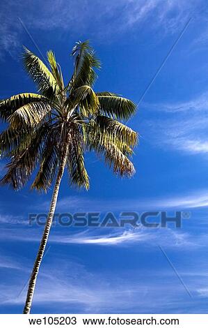 Palm tree with dried out leaves due to lack of water, Sintra, Portugal, Europe View Large Photo Image Stock Image - Palm tree with dried out leaves due to lack of water, Sintra, Portugal, Europe. Fotosearch