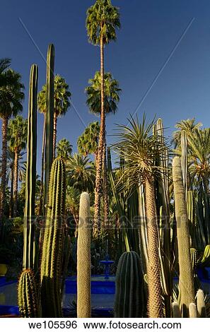 Palm trees and cacti with blue fountain at Majorelle Garden in Marrakech Morocco View Large Photo Image Stock Photograph - Palm trees and cacti with blue fountain at Majorelle Garden in Marrakech Morocco. Fotosearch