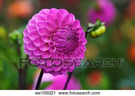 Pink Dahlia flower blooming in the late Summer/early Autumn season View Large Photo Image Stock Image - Pink Dahlia flower blooming in the late Summer/early Autumn season. Fotosearch