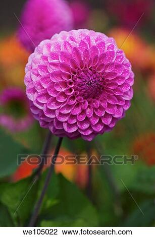 Pink Dahlia flower blooming in the late Summer/early Autumn season View Large Photo Image Stock Image - Pink Dahlia flower blooming in the late Summer/early Autumn season. Fotosearch