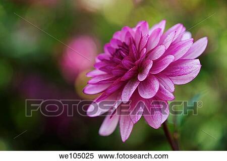 Pink Dahlia flower blooming in the late Summer/early Autumn season View Large Photo Image Stock Photography - Pink Dahlia flower blooming in the late Summer/early Autumn season. Fotosearch