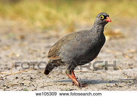 Red-billed Francolin Francolinus adspersus, Red-billed Spurfowl Pternistis adspersus, Savuti National Park, Botswana View Large Photo Image Stock Photo - Red-billed Francolin Francolinus adspersus, Red-billed Spurfowl Pternistis adspersus, Savuti National Park, Botswana. Fotosearch