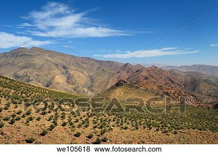 Reforestation project along the Tizi n Tichka Pass over the High Atlas mountains Morocco View Large Photo Image Stock Photo - Reforestation project along the Tizi n Tichka Pass over the High Atlas mountains Morocco. Fotosearch