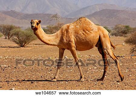 Stock Photo - Semi-wild Dromedary Camelus dromedarius or Arabian camel, in the natural habitat of a semi-desert area, Sultanate of Oman. Fotosearch