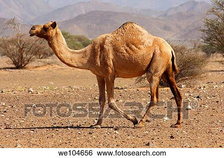 Stock Photograph - Semi-wild Dromedary Camelus dromedarius or Arabian camel, in the natural habitat of a semi-desert area, Sultanate of Oman. Fotosearch