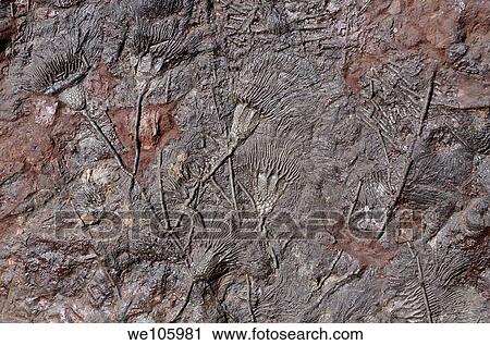 Stock Image - Sharp relief of Crinoid marine animal fossils in limestone at Erfoud Morocco. Fotosearch