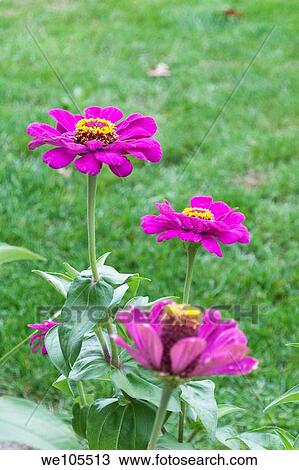 Some Purple Prince Zinnias View Large Photo Image Stock Image - Some Purple Prince Zinnias. Fotosearch