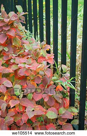 Some red Fall foliage against a black fence View Large Photo Image Picture - Some red Fall foliage against a black fence. Fotosearch