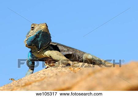 Southern rock agama, Knobel´s agama, male, Goegap Nature Reserve, Namaqualand, South Africa / Agama atra knobeli View Large Photo Image Stock Photo - Southern rock agama, Knobel´s agama, male, Goegap Nature Reserve, Namaqualand, South Africa / Agama atra knobeli. Fotosearch