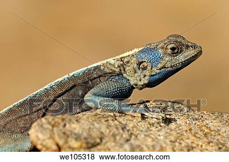 Stock Photo - Southern rock agama, Knobel´s agama, male, Goegap Nature Reserve, Namaqualand, South Africa / Agama atra knobeli. Fotosearch