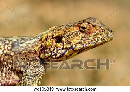 Stock Photo - Southern rock agama, Knobel´s agama, Goegap Nature Reserve, Namaqualand, South Africa / Agama atra knobeli. Fotosearch