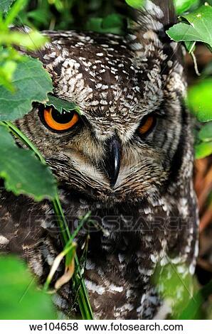Spotted eagle owl, Bubo africanus, Western Cape, South Africa View Large Photo Image Stock Photo - Spotted eagle owl, Bubo africanus, Western Cape, South Africa. Fotosearch