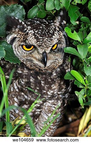 Spotted eagle owl, Bubo africanus, Western Cape, South Africa View Large Photo Image Stock Photo - Spotted eagle owl, Bubo africanus, Western Cape, South Africa. Fotosearch